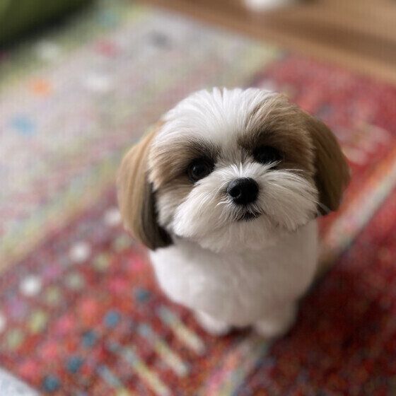 犬が目で何かを伝えている？ 犬の視線を使ったコミュニケーションとは いぬのきもち