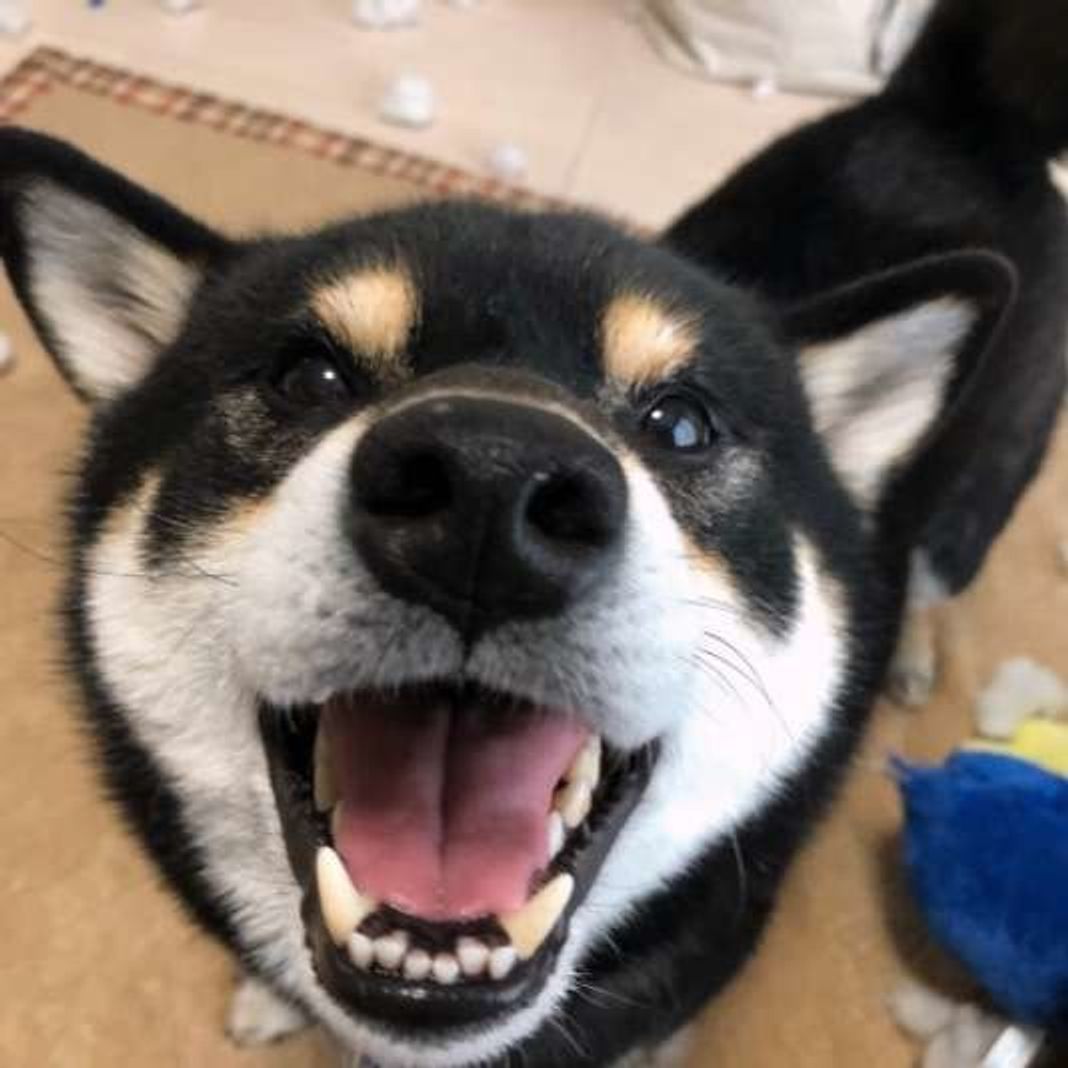 そそう や はみ出し 犬のトイレの失敗をなくす方法 いぬのきもちweb Magazine そそう や はみ出し 犬のトイレの失敗をなくす方法 いぬのきもちweb Magazine