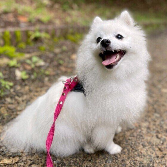 日本スピッツのまよちゃん！公園デビュー♪