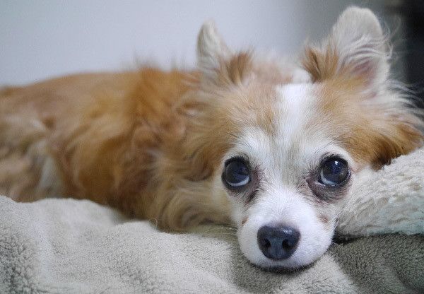 見上げるチワワ