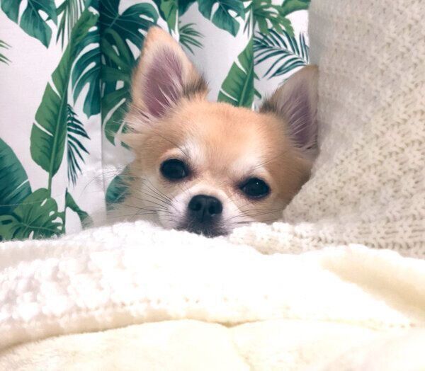 くつろぐちくわくん