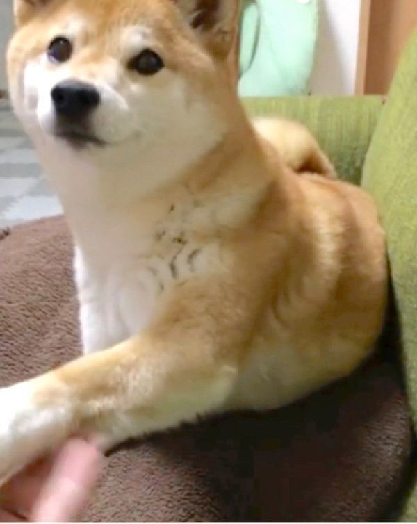 おやつを食べたい柴犬