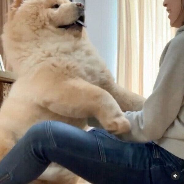 「だっこして〜」とおねだりをするくり蔵くん