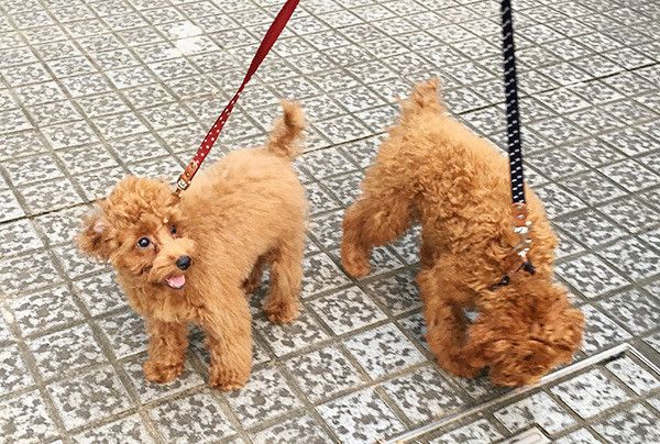 散歩するトイ・プードル