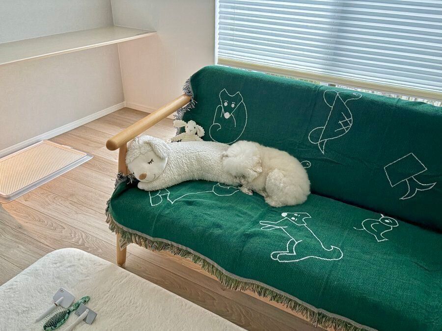 ソファの上でぬいぐるみに紛れるわたげちゃん