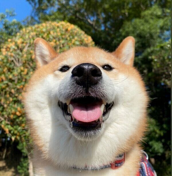 笑顔のぽてとくん