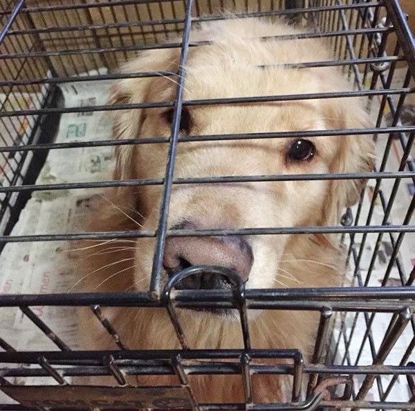 ケージに入れられる華丸くん