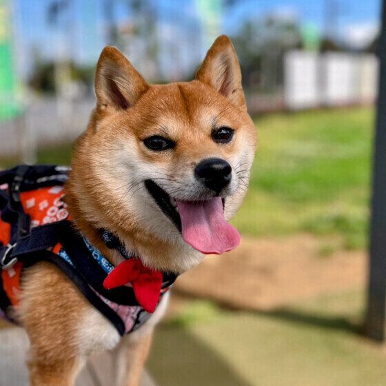 犬がハチに刺されたらどうすればいい？ 応急処置の方法を獣医師に聞いた いぬのきもち