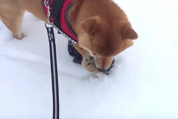 雪道ではしゃぐ柴犬
