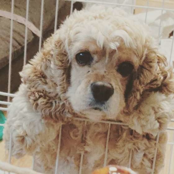 アメリカン・コッカー・スパニエル