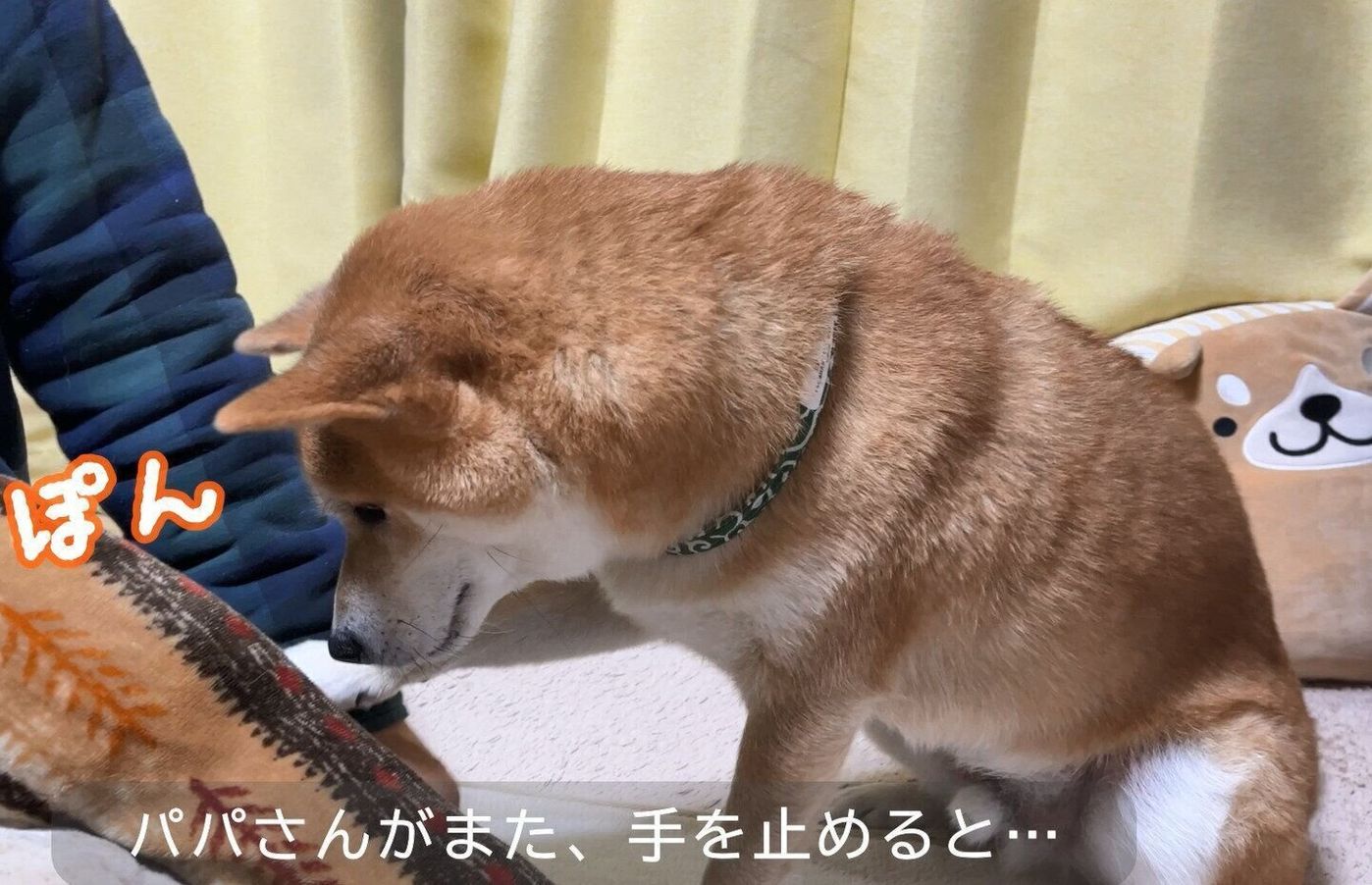 やめないで パパさんがなでなでをやめると 前足ぽん で要求 柴犬のカワイイおねだりにキュン いぬのきもちweb Magazine やめないで パパさんがなでなでをやめると 前足ぽん で要求 柴犬のカワイイおねだりにキュン いぬのきもちweb Magazine