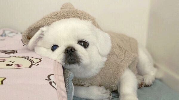 くつろぐもっちくん