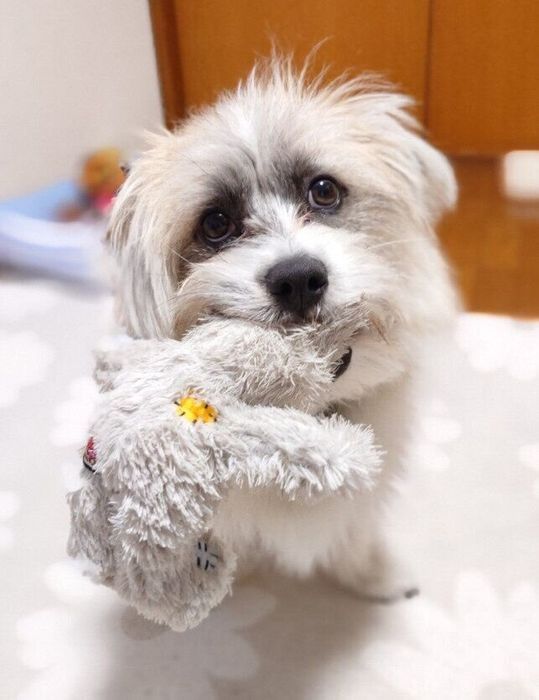 犬 1才2カ月