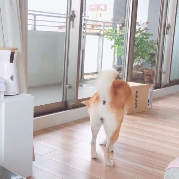 のんびりとするHaluくん