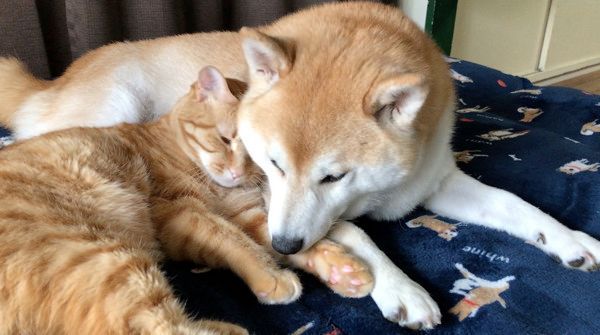 いつも一緒にいたい柴犬と茶トラ猫