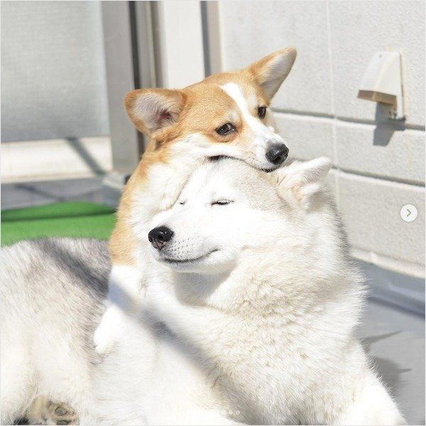 くっつくシベリアン・ハスキーとコーギー