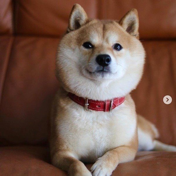 仕事に出る飼い主さんにまさかの反応をする柴犬