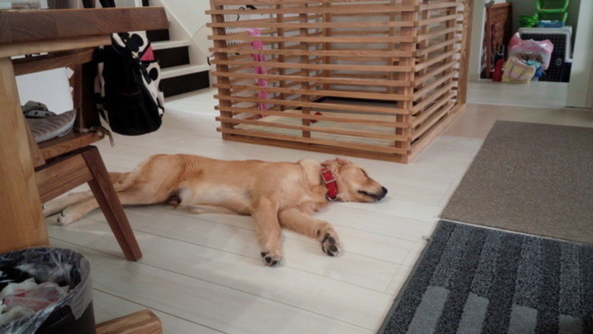 愛犬のおねしょ うれション トイレの困りごと4つ いぬのきもちweb Magazine 愛犬のおねしょ うれション トイレの困りごと4つ いぬのきもちweb Magazine