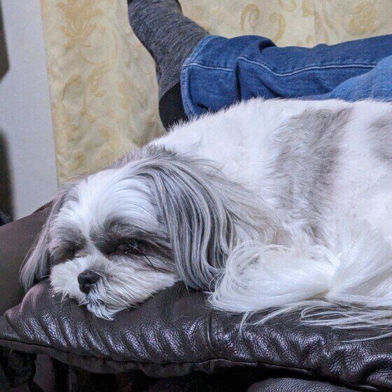 寝ているラルちゃん