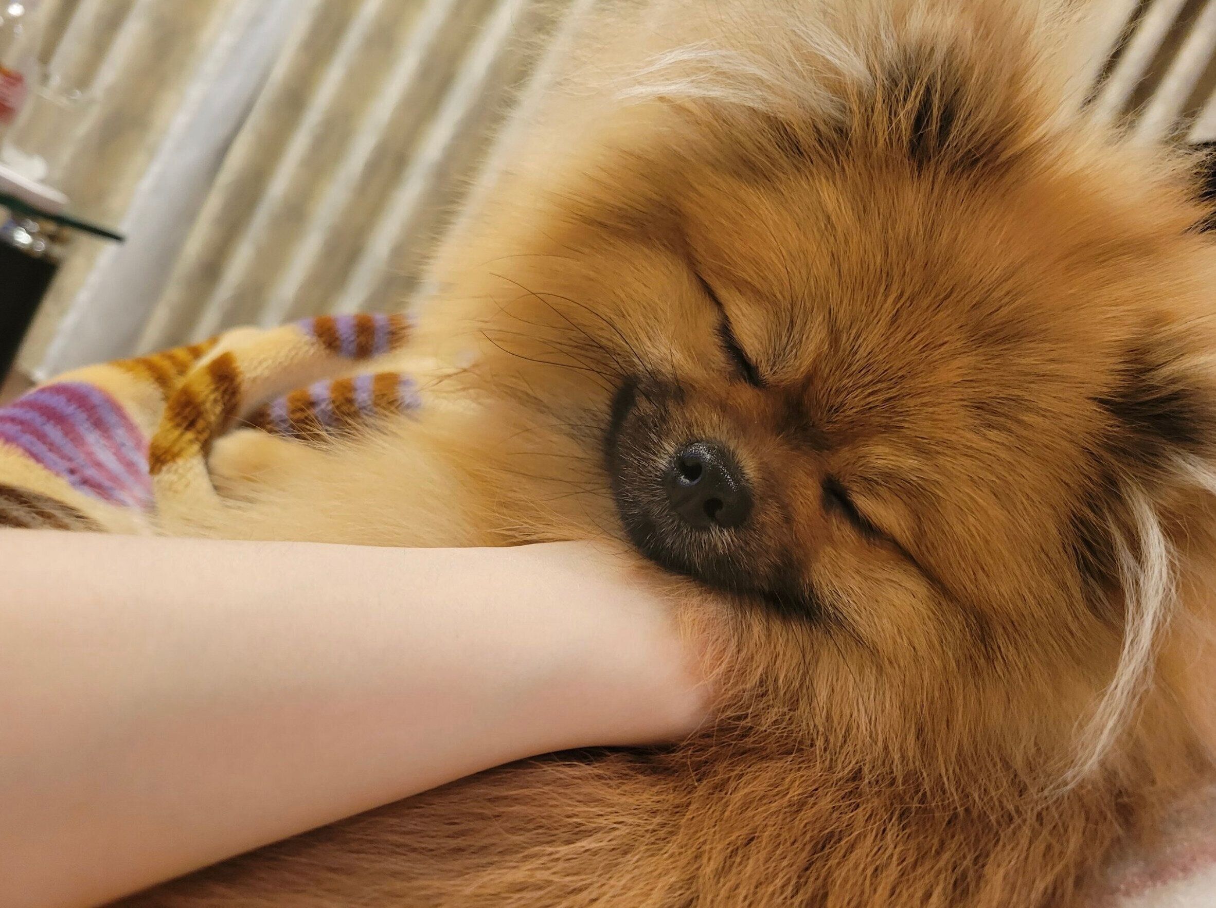 腕まくらをしてもらうポメリーくん