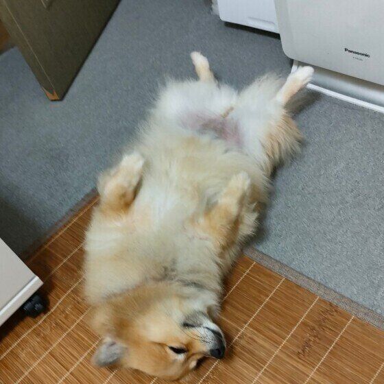 ヘソ天するポメラニアン