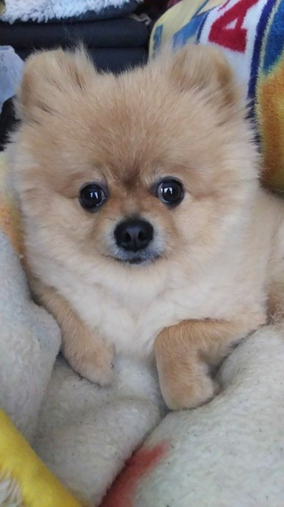 ポメラニアンの平均寿命って何才 長寿につながるお世話のコツとは いぬのきもちweb Magazine