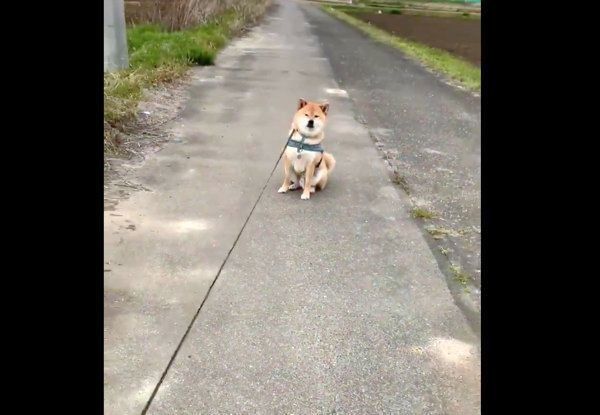 おやつ抗議をする銀次ちゃん