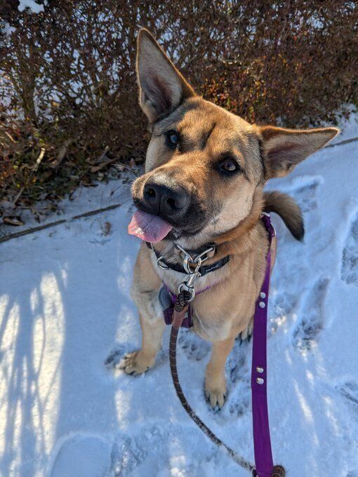 犬が好きなリラちゃん　知らない人はまだ怖いけど、犬を連れて歩いている人にはしっぽを振って近づくのだとか
