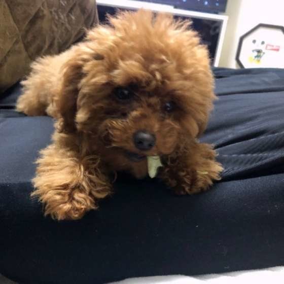 キャベツは犬が食べやすい春の食材、与え過ぎに注意しよう