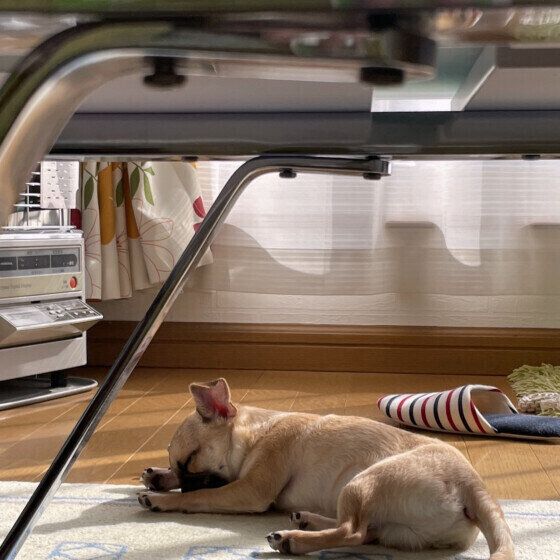 日向ぼっこするＭｉｘのレアンくん