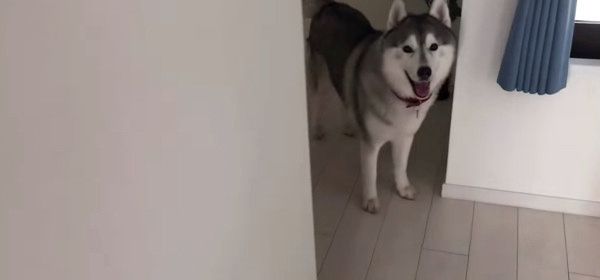 歯磨きが嫌いな犬