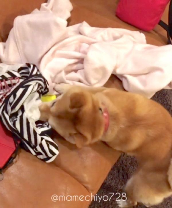 クネクネする豆千代くん