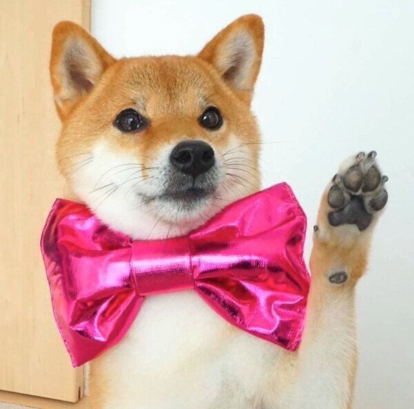 手をあげるコマリちゃん