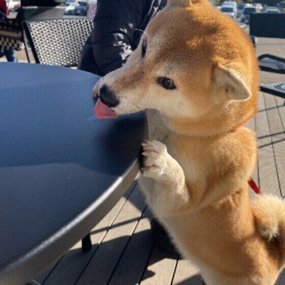 舌を出す柴のまるちゃん