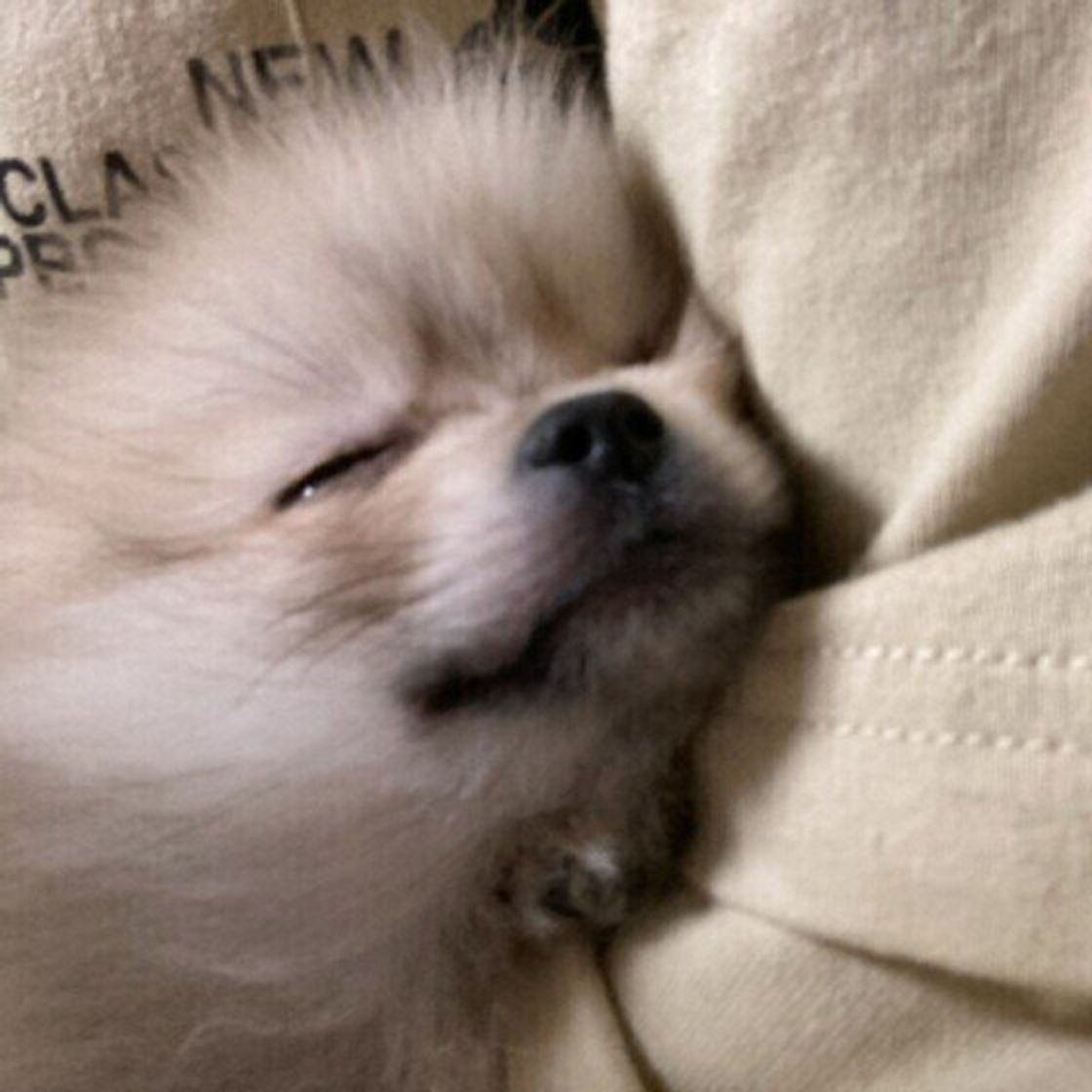 犬が 嫌がる抱っこ の仕方とは 嫌がる抱っこをする人には特徴も いぬのきもちweb Magazine 犬が 嫌がる抱っこ の仕方とは 嫌がる抱っこをする人には特徴も いぬのきもちweb Magazine