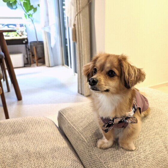 家族と過ごすはんなちゃん