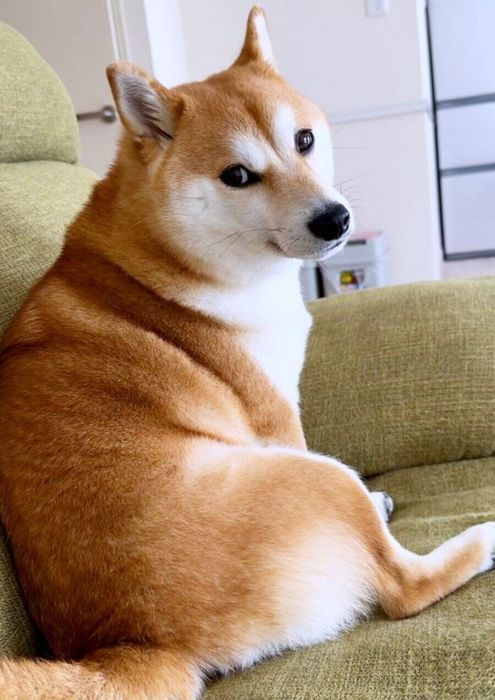 飼い主さんのほうを振り返るふぅこちゃん