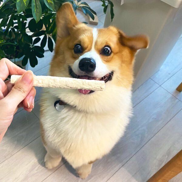 ウッヒョー って顔してる 笑 大好物を前に喜ぶコーギー犬が話題に いぬのきもちweb Magazine