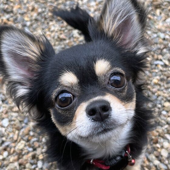 チワワのテテちゃん♪