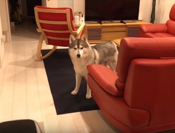 シベリアン・ハスキー