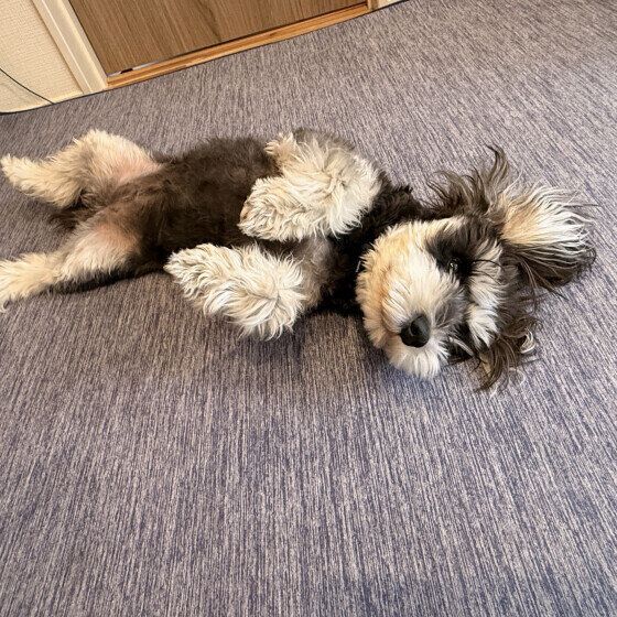  おなかナデナデを要求するミニチュア・シュナウザー