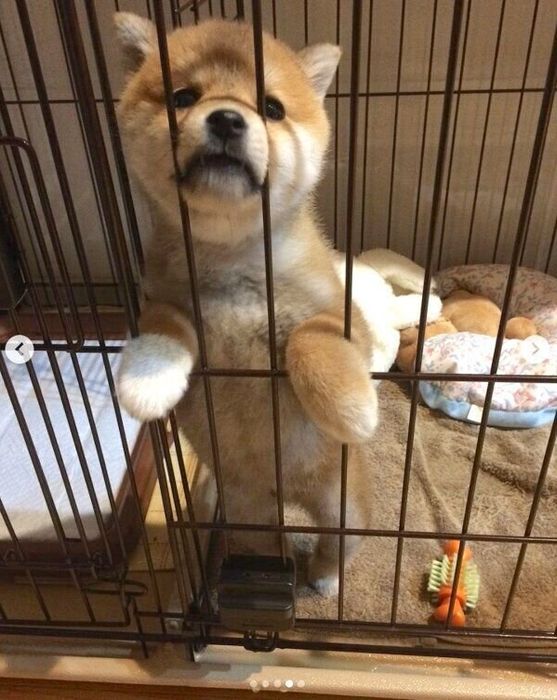 子犬時代のラテくん