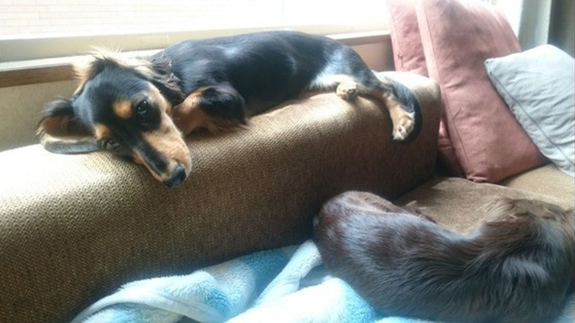 専門家が解説 共働きの飼い主さん必読 お留守番している犬のホンネとは いぬのきもちweb Magazine 専門家が解説 共働きの飼い主さん必読 お留守番している犬のホンネとは いぬのきもちweb Magazine