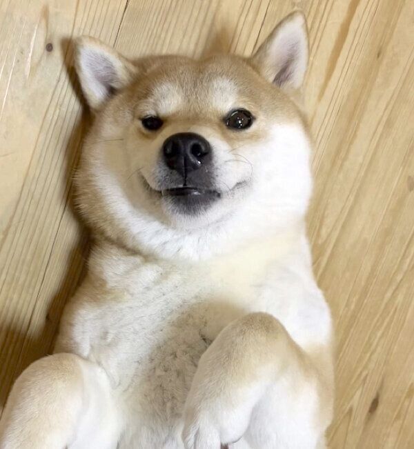 ヘソ天するユクちゃん