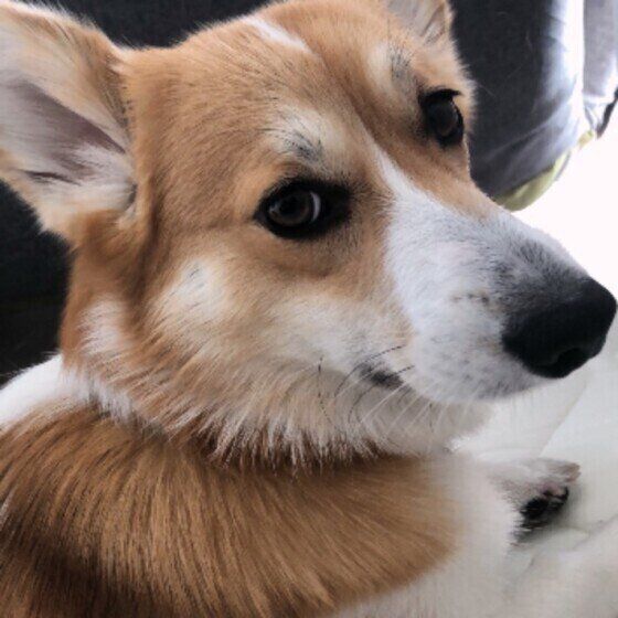 ウェルシュ・コーギー・カーディガン