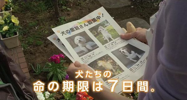 ひまわりと子犬の7日間