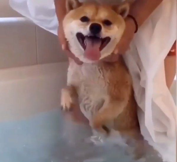 お風呂で笑顔の豆千代くん