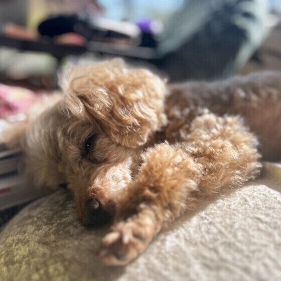 トイ・プードルのジャスくん