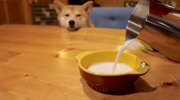 柴犬のぷんちゃん