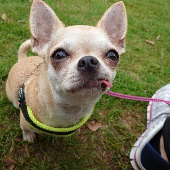 おやつアピールをするチワワ